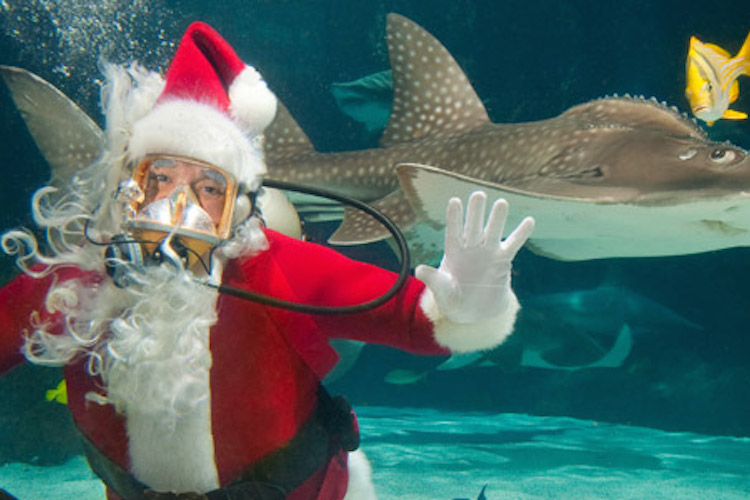 santa scuba diving in tank with sing rays in newport aquarium - cincinnati parent